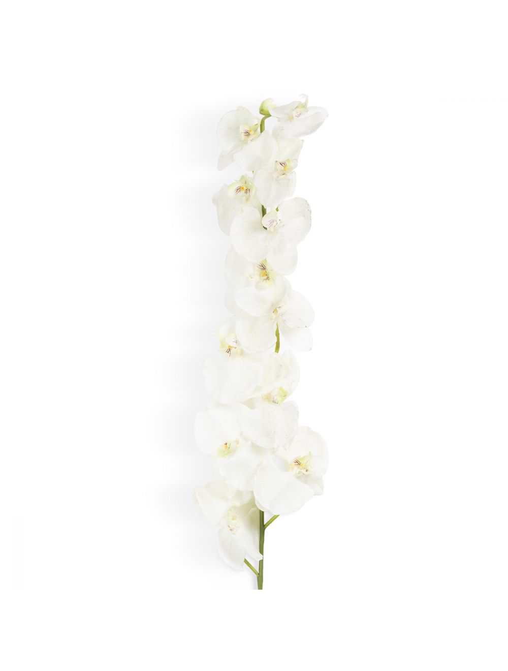 Phalaenopsis